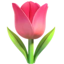 Tulipe