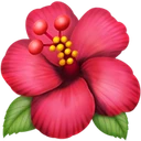 Hibiscus