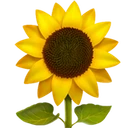Tournesol