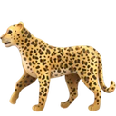 Léopard
