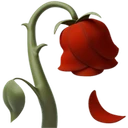 Fleur fanée