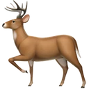 Cerf