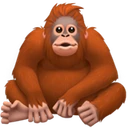 Orang-outan