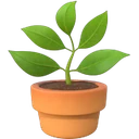 Plante en pot