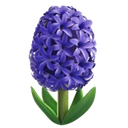 Jacinthe
